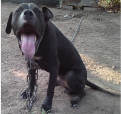 Photo of the dog