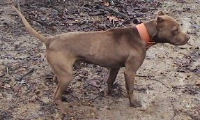 Photo of the dog