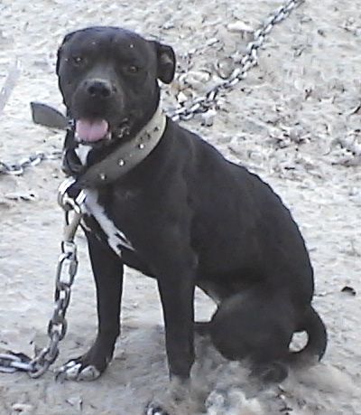 Photo of the dog