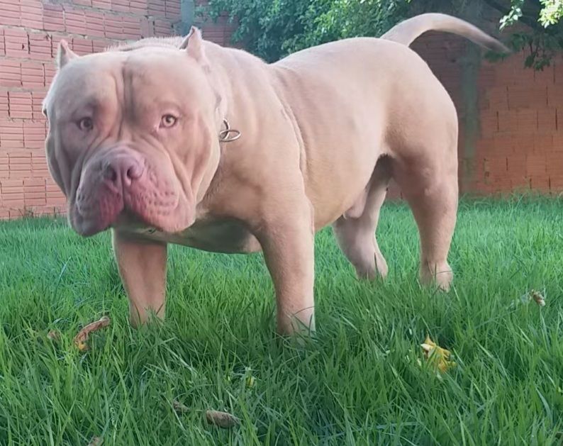 Photo of the dog