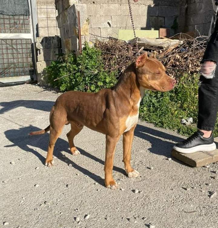 Photo of the dog