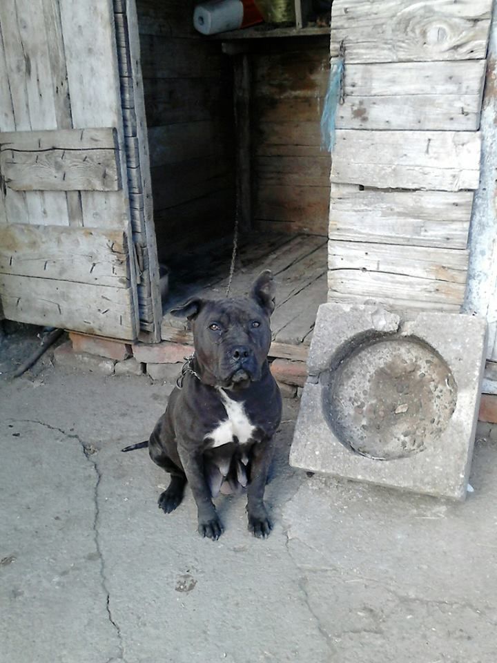 Photo of the dog