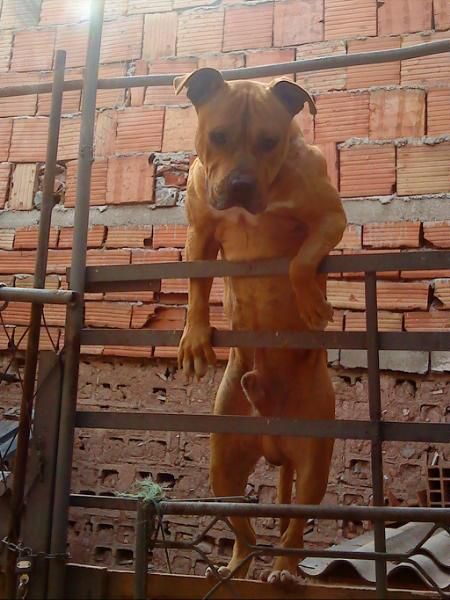 Photo of the dog