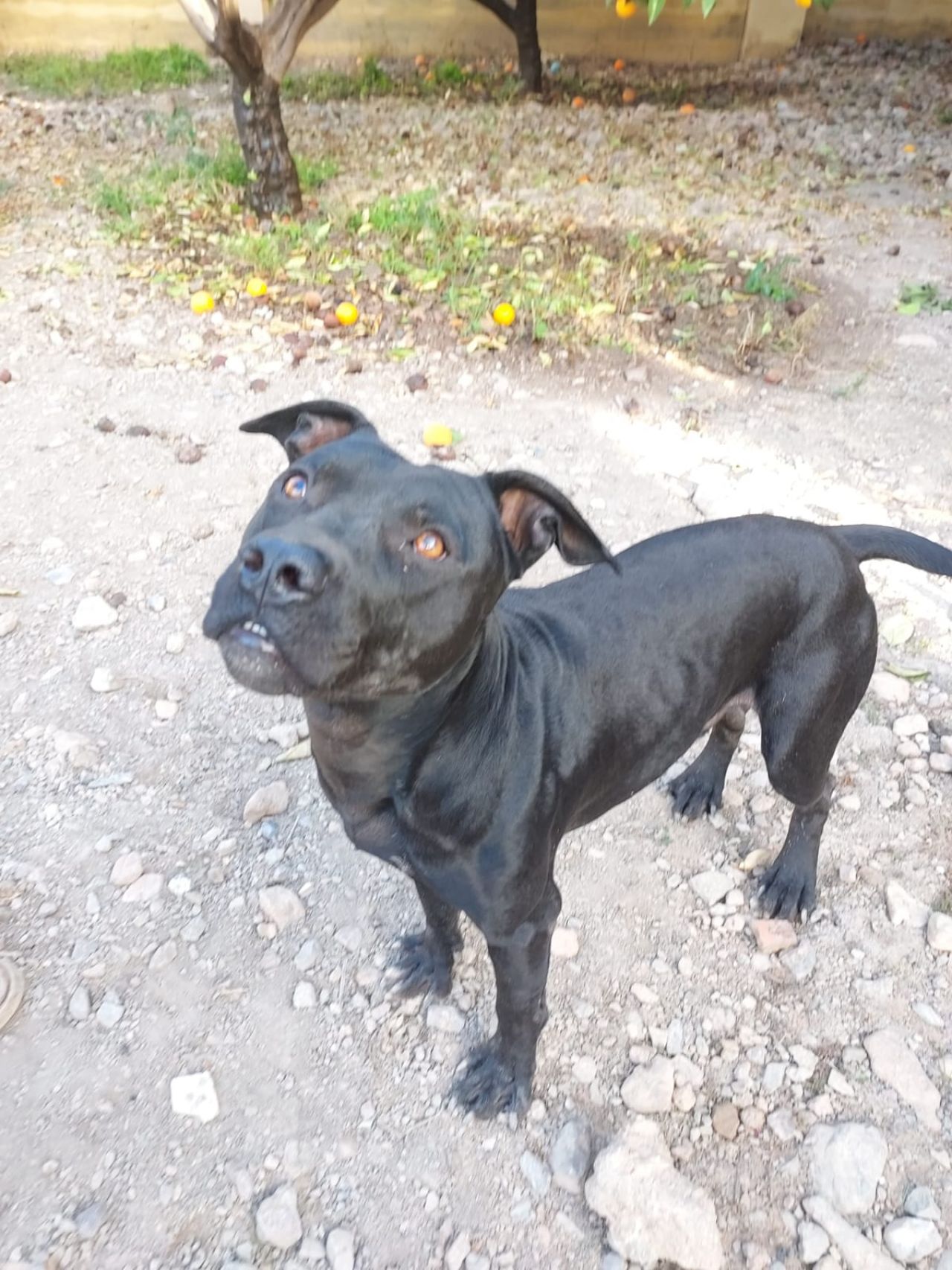 Photo of the dog