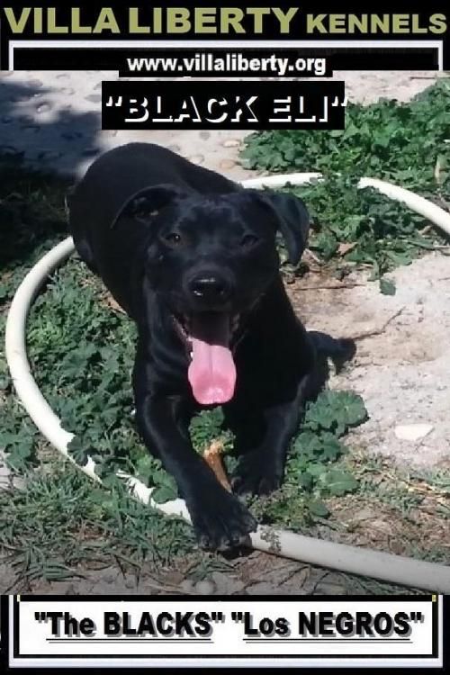 Photo of the dog