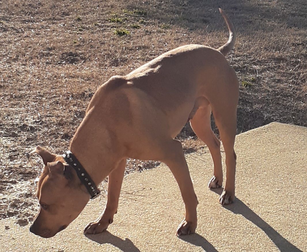 Photo of the dog