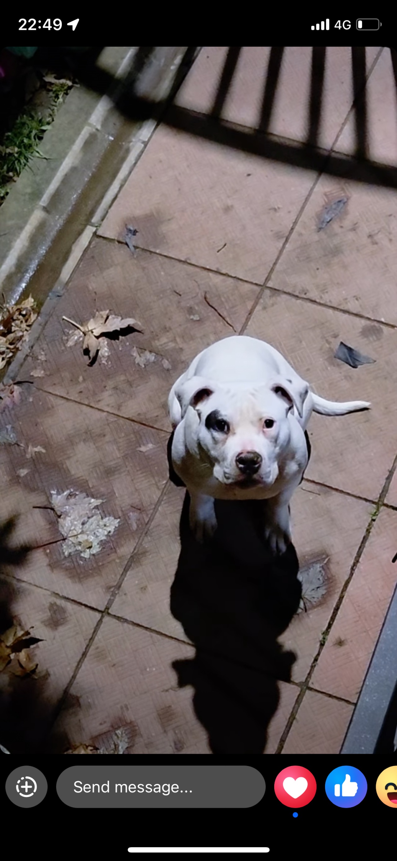 Photo of the dog