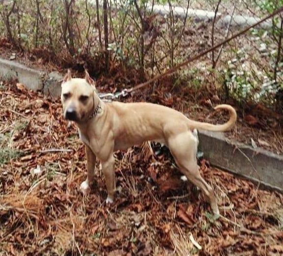 Photo of the dog