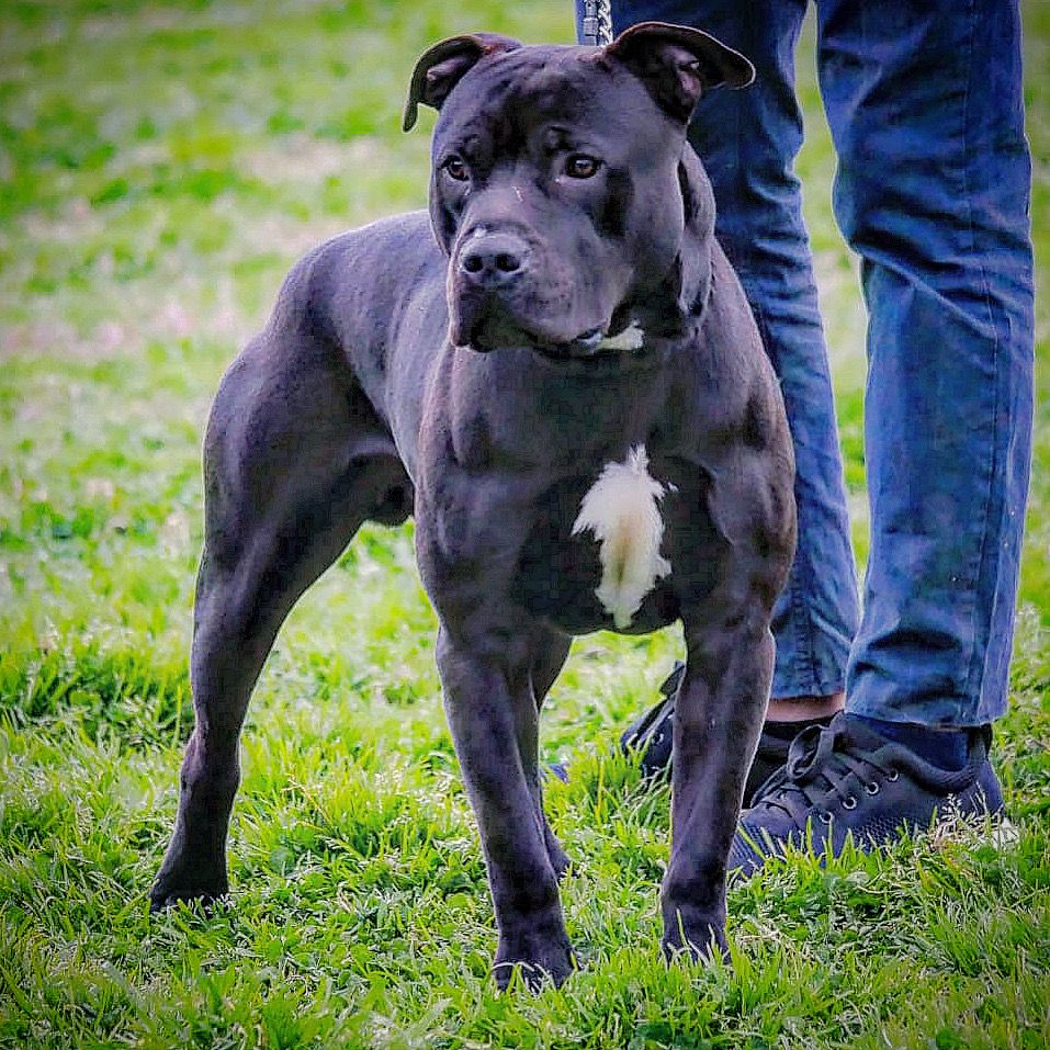 Photo of the dog