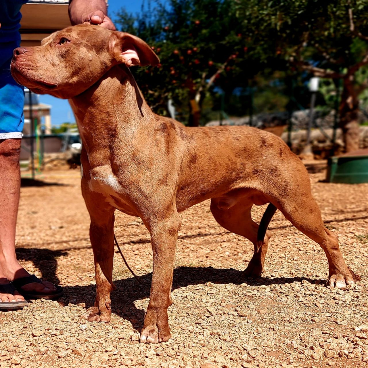 Photo of the dog