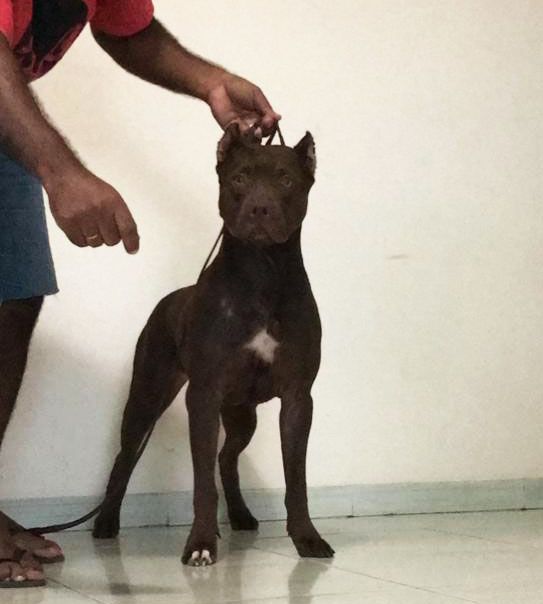 Photo of the dog