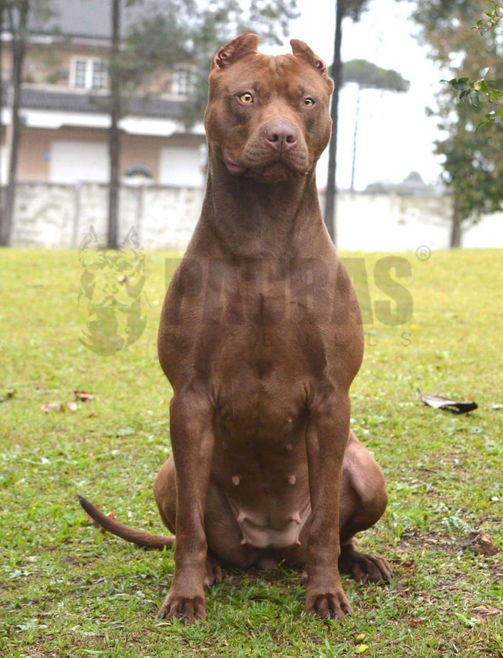 Photo of the dog
