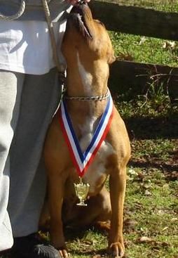 Photo of the dog