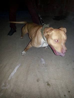 Photo of the dog
