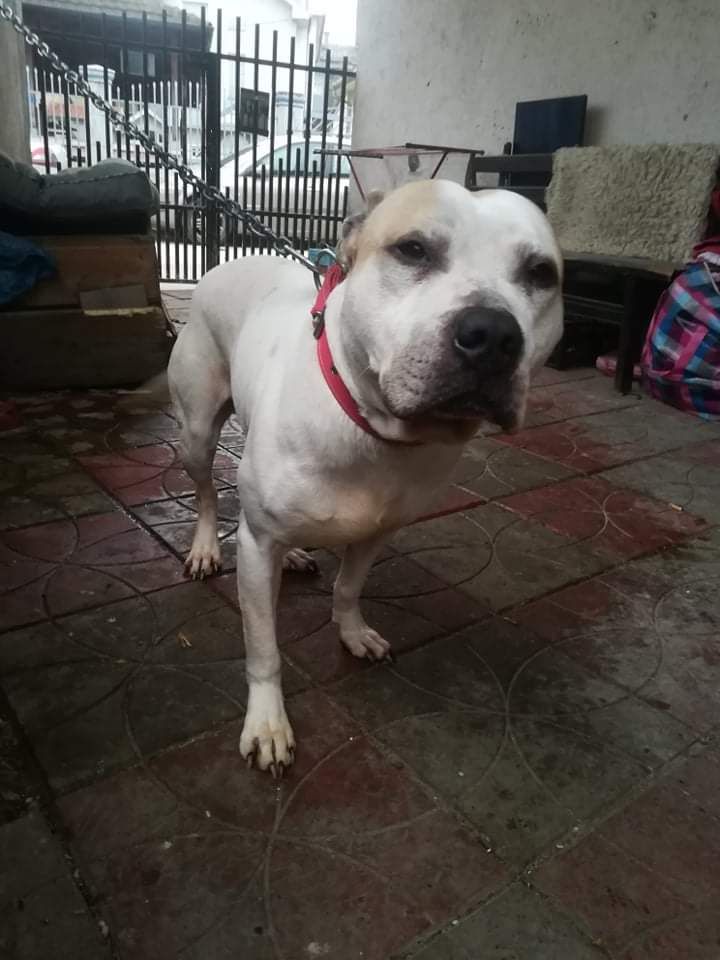 Photo of the dog