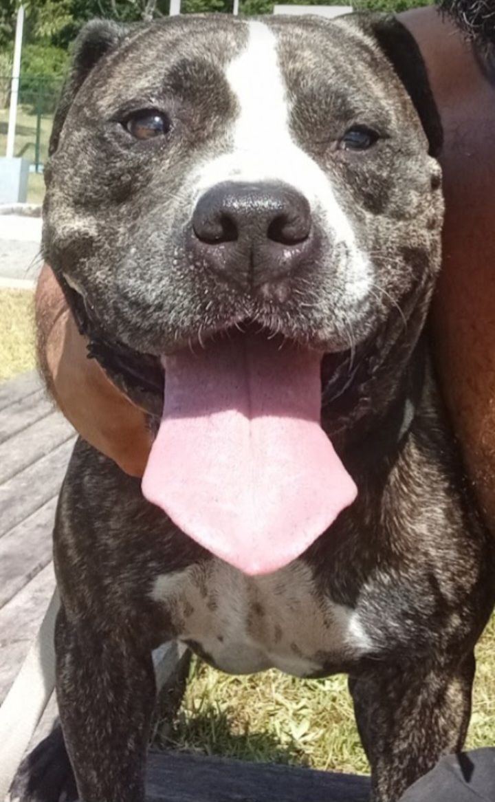 Photo of the dog