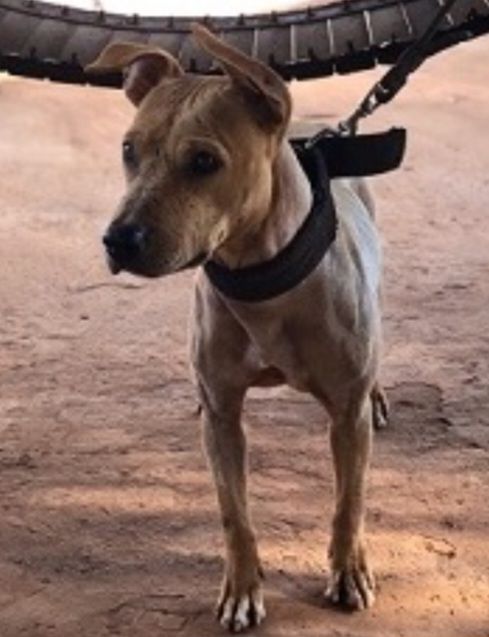 Photo of the dog