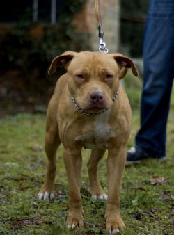Photo of the dog
