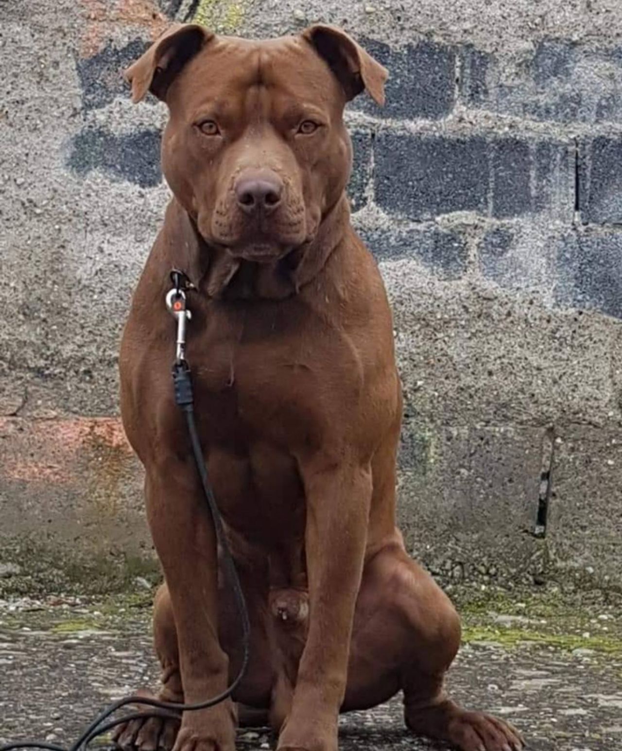 Photo of the dog