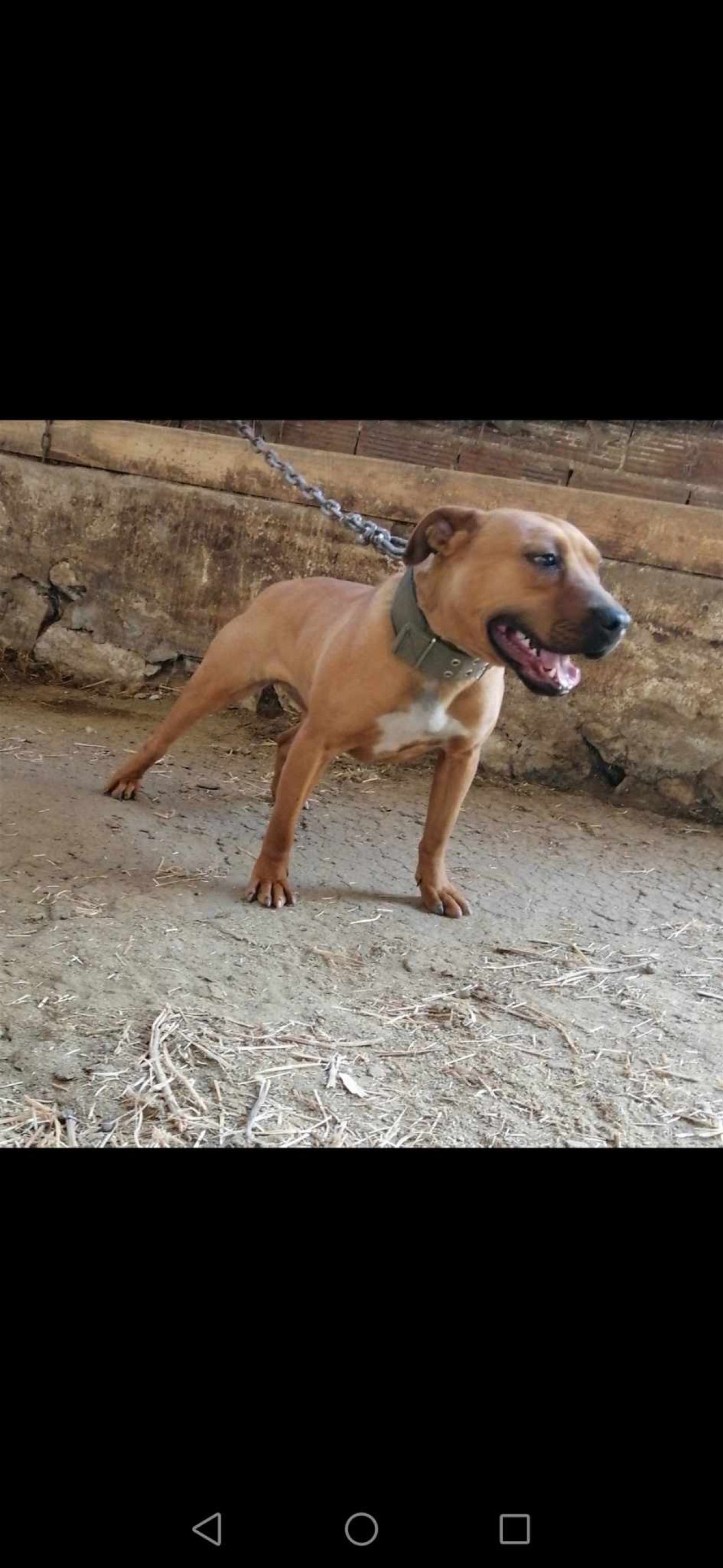 Photo of the dog