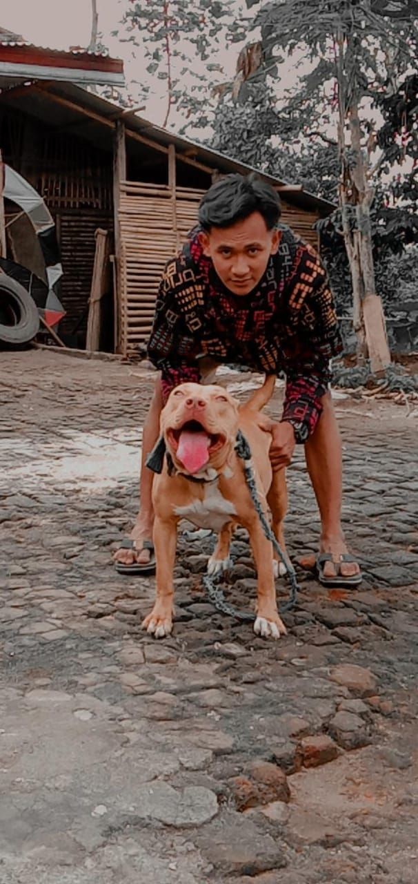Photo of the dog