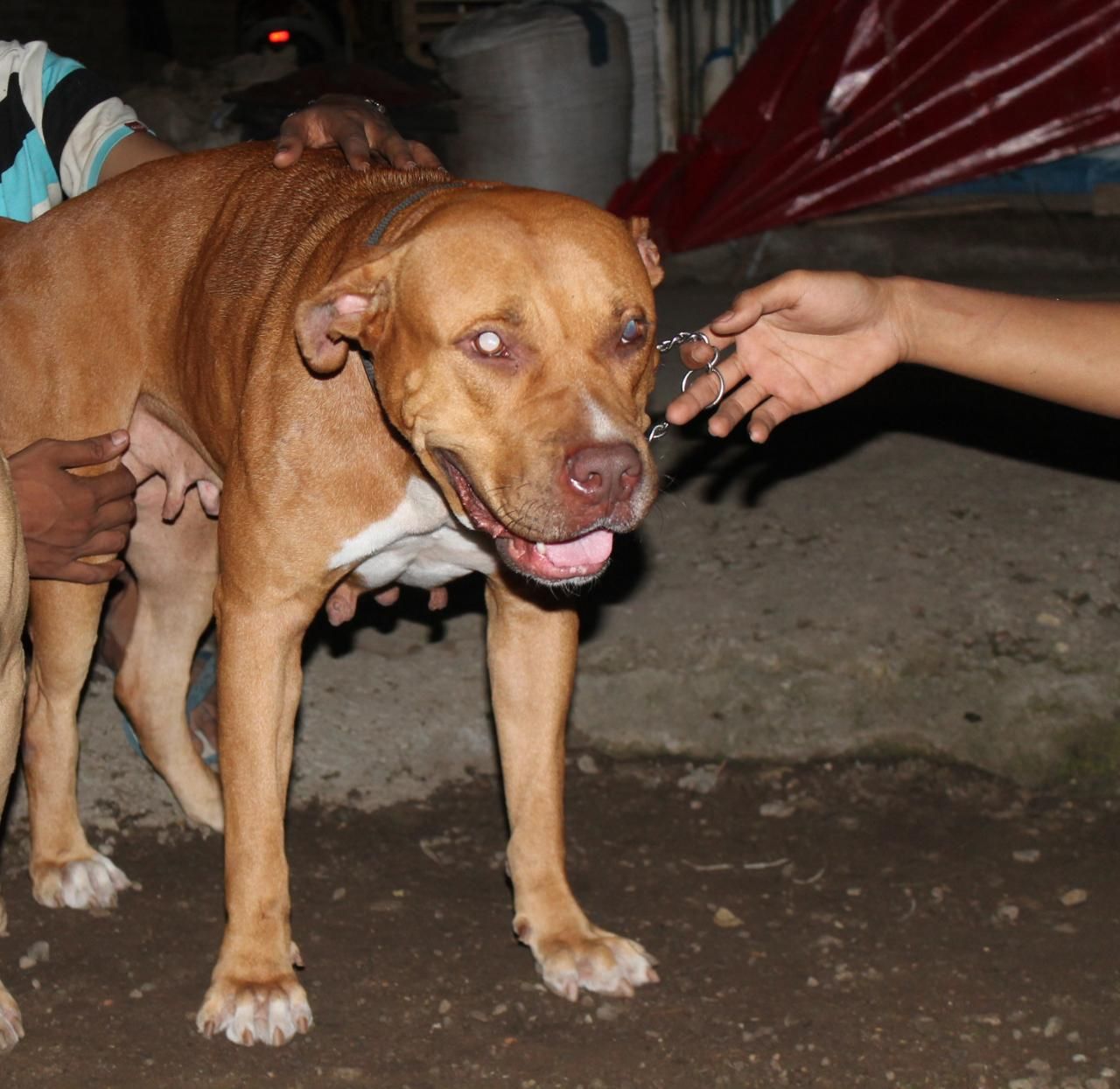 Photo of the dog