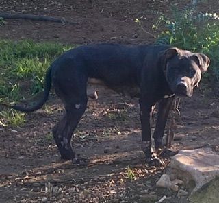 Photo of the dog