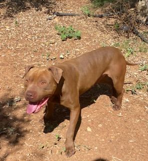Photo of the dog