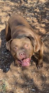 Photo of the dog