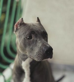 Photo of the dog