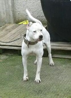 Photo of the dog
