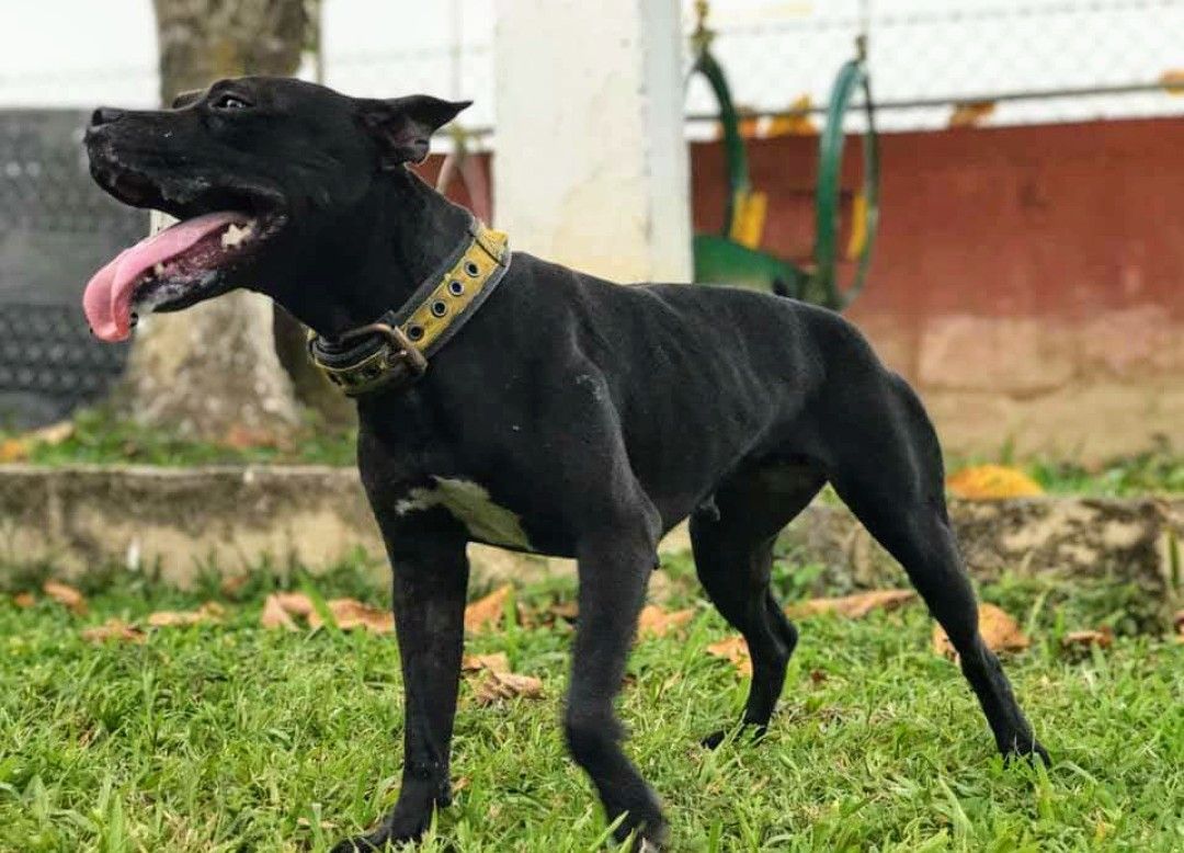 Photo of the dog