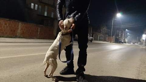 Photo of the dog