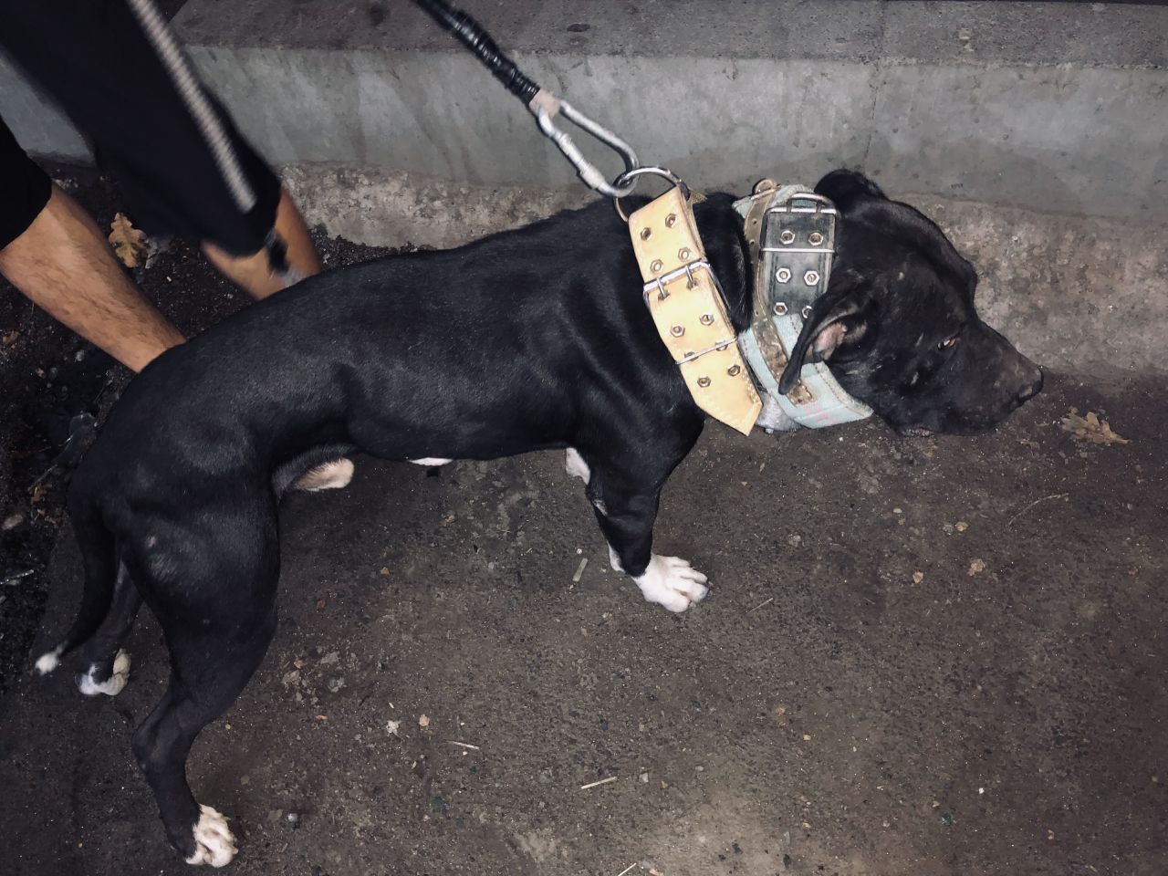 Photo of the dog