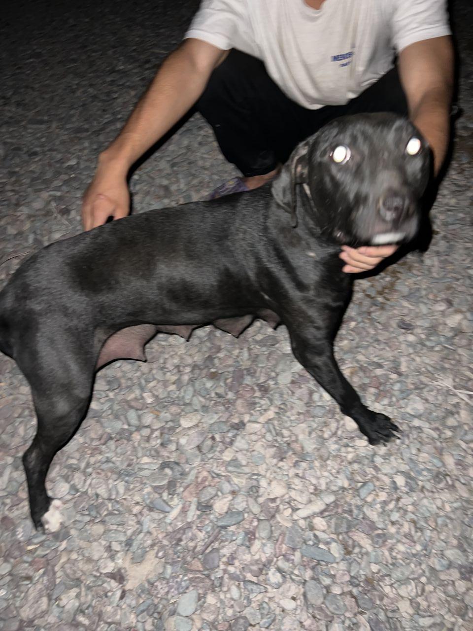 Photo of the dog