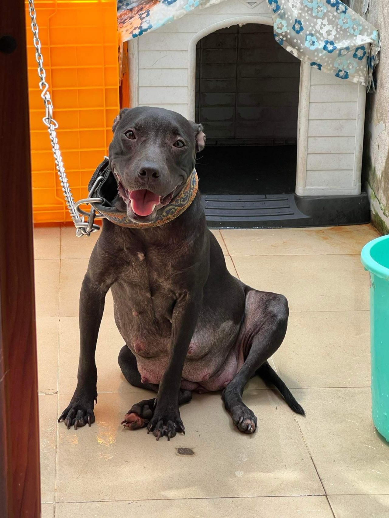 Photo of the dog