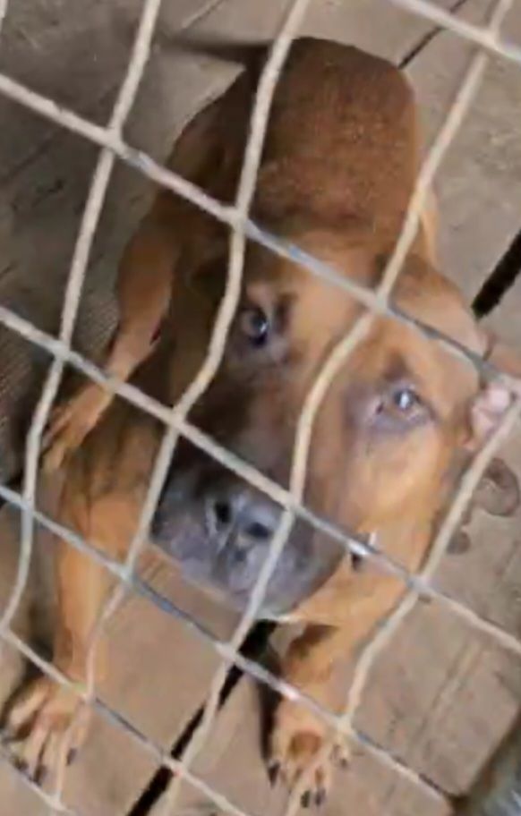 Photo of the dog