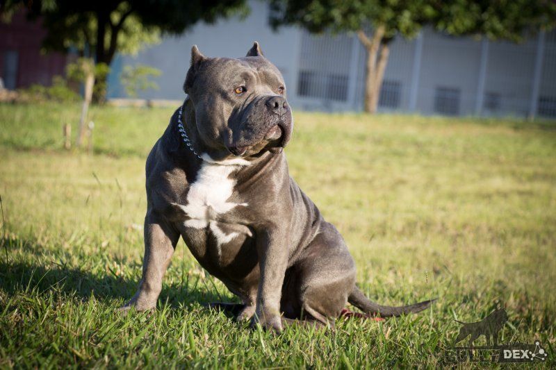 Photo of the dog