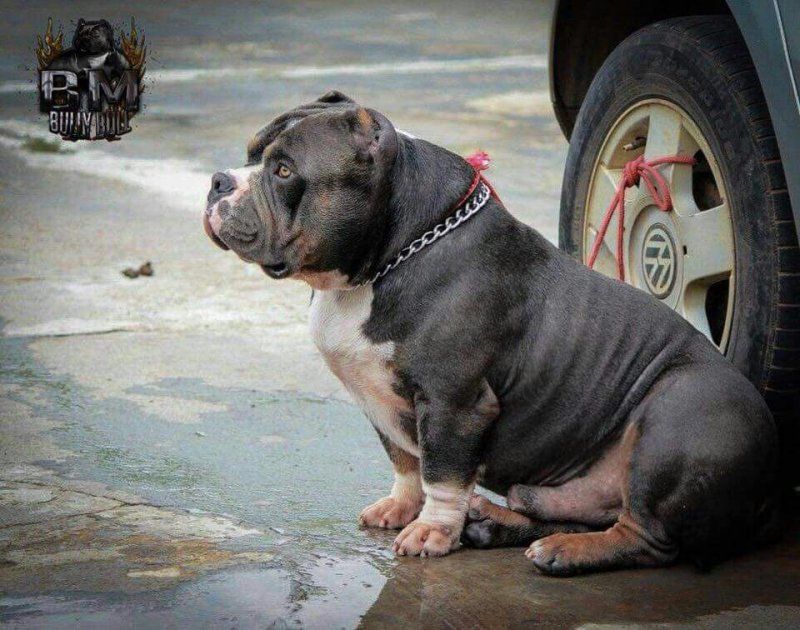 Photo of the dog