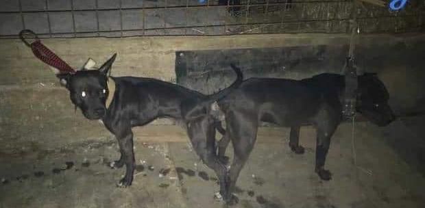 Photo of the dog