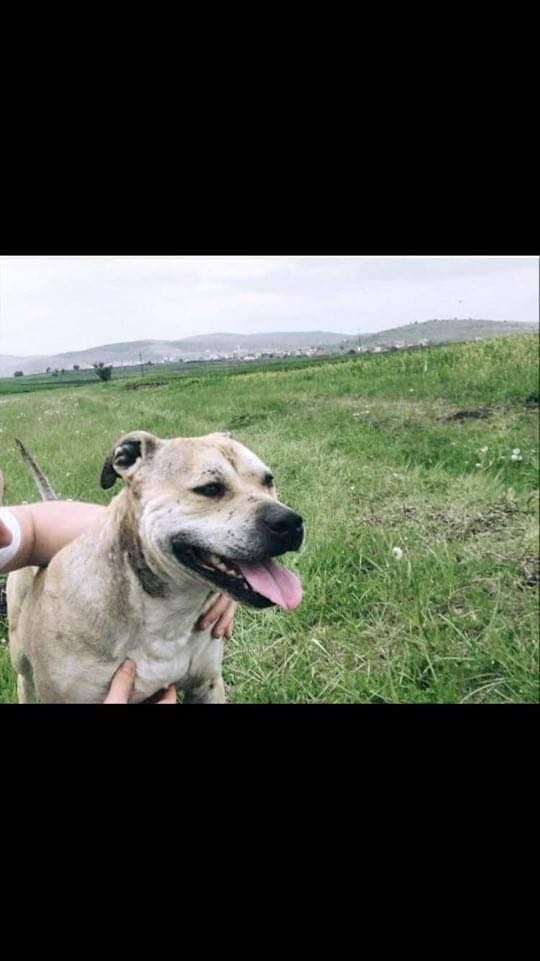 Photo of the dog