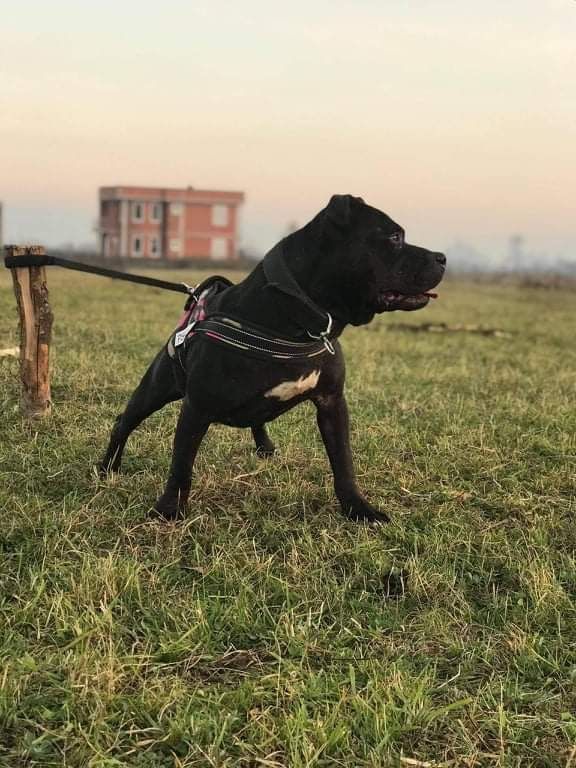 Photo of the dog