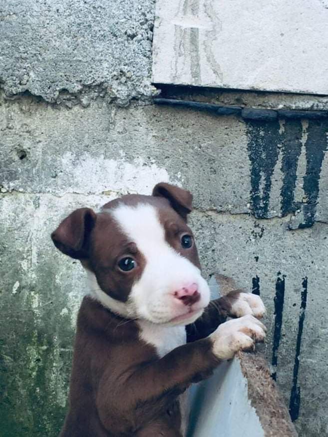 Photo of the dog