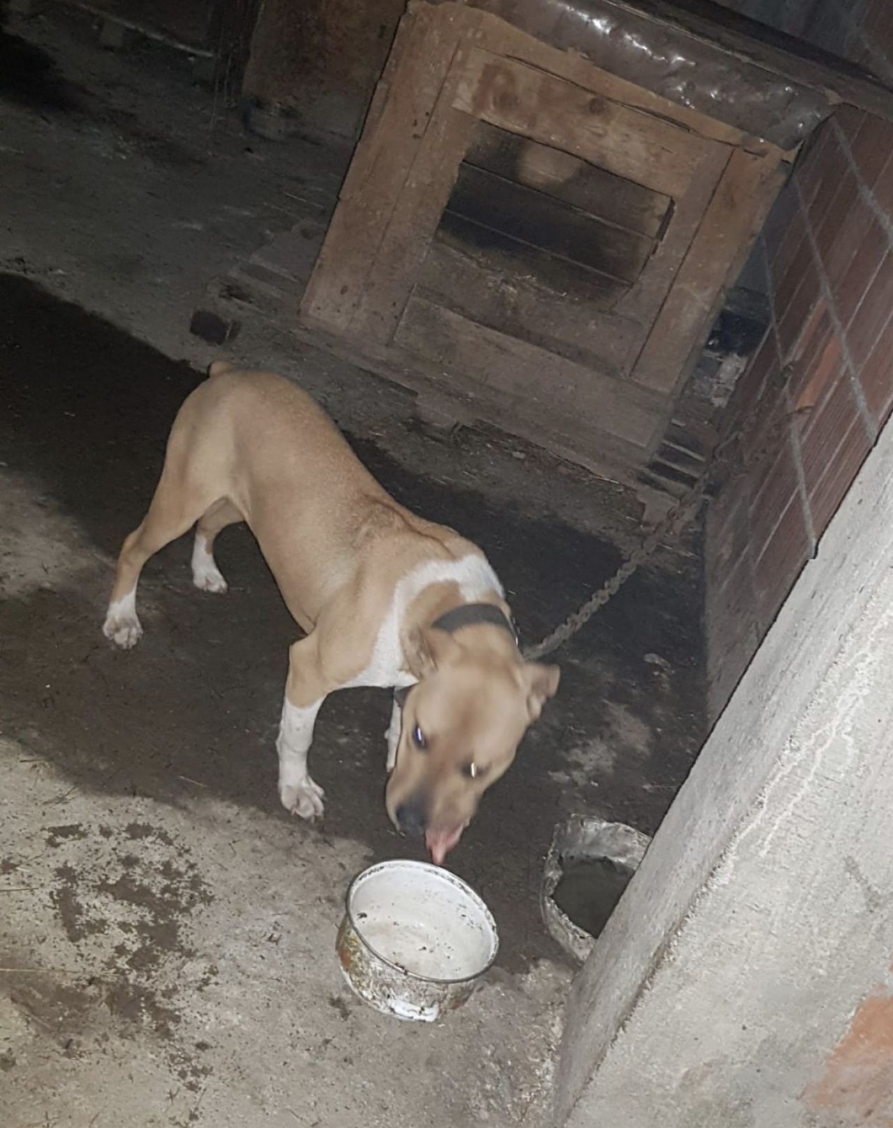 Photo of the dog