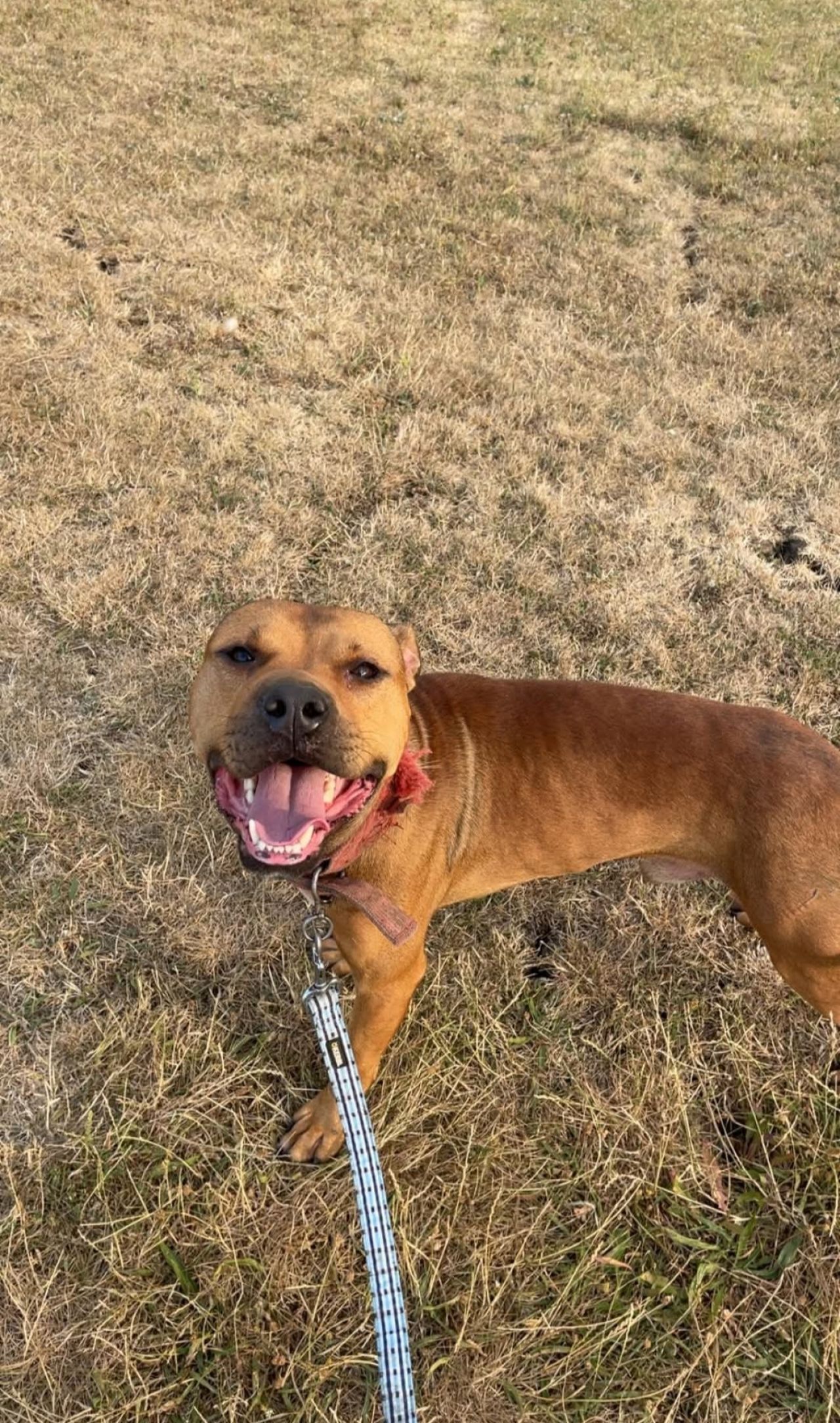 Photo of the dog
