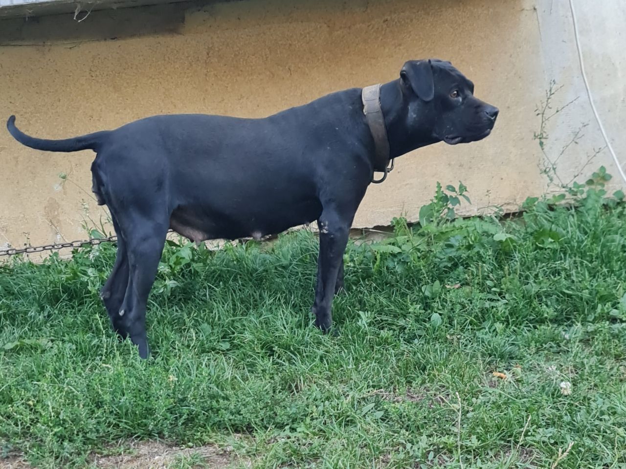Photo of the dog