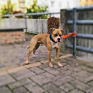 Photo of the dog