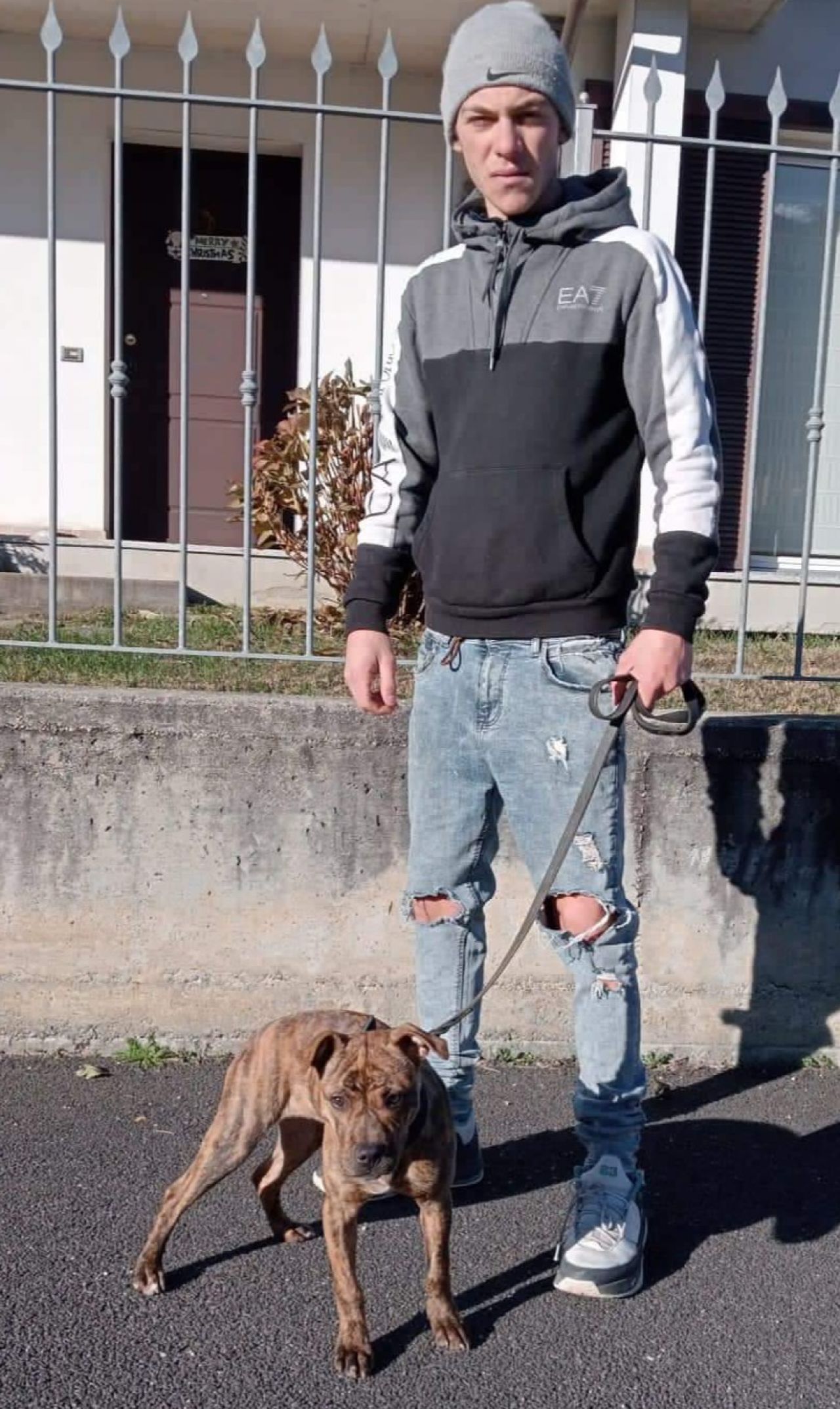 Photo of the dog