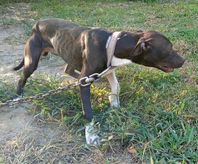Photo of the dog