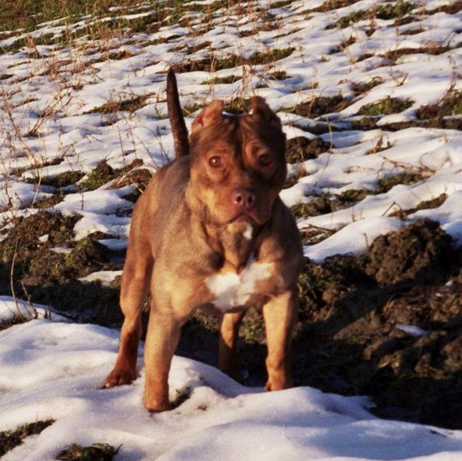 Photo of the dog